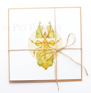 Square Card Phyllium