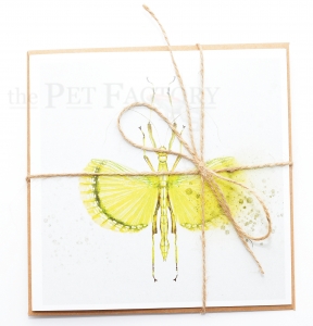 Square Card Phasmid Explosion