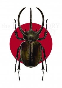 Print DIN A4 Chalcosoma caucasus