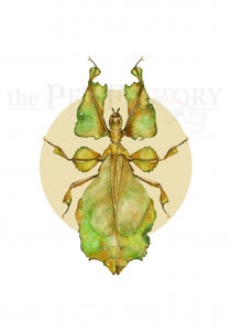 Print DIN A4 Phyllium