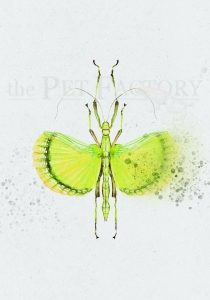 Print DIN A4 Phasmid Explosion