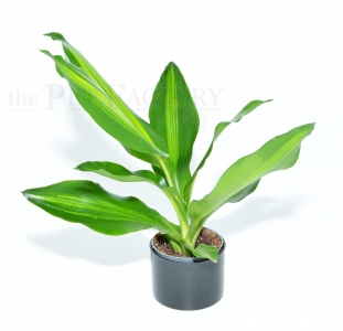 Dracaena fragrans