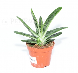 Gasteria LITTLE WARTY