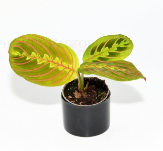 Maranta leuconeura RED STRIPE