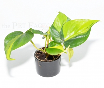 Philodendron scandens BRASIL