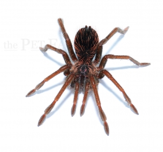 Xenesthis intermedia sm