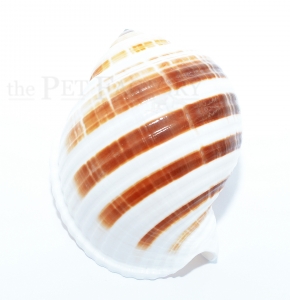 Schneckenhaus Tonna sulcosa