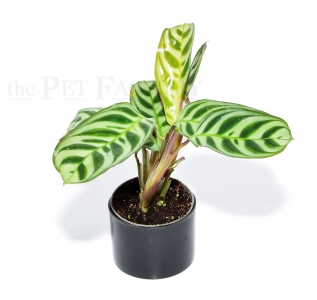 Maranta leuconeura amabilis