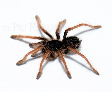 Megaphobema robustum sm