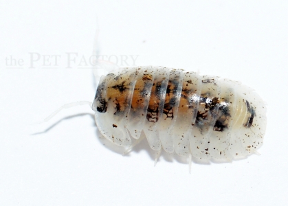 Nesodillo arcangeli SHIRO UTSURI