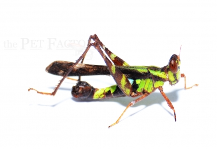 Erianthus versicolor