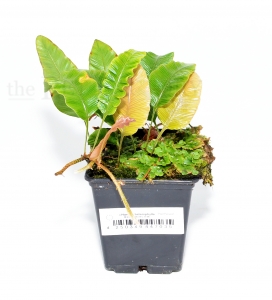 Humata heterophylla