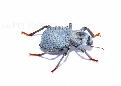 Asbolus verrucosus DEATH FREIGHTENING BEETLE