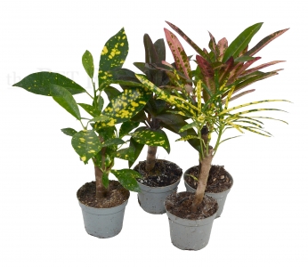 Codianeum variegatum VAR.