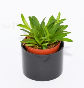 Masdevallia minuta