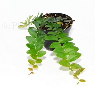 Marcgravia rectifolia