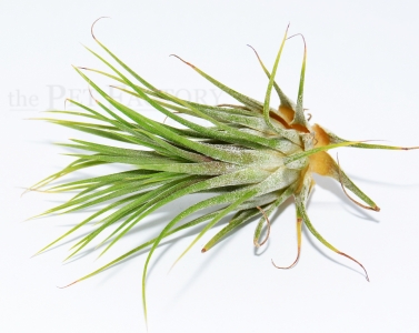 Tillandsia ionantha scaposa