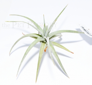 Tillandsia ixoides