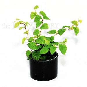 Ficus pumila SUNNY GREEN