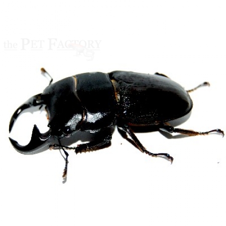 Dorcus parryi  MT. IJEN EAT JAVA CT Paar