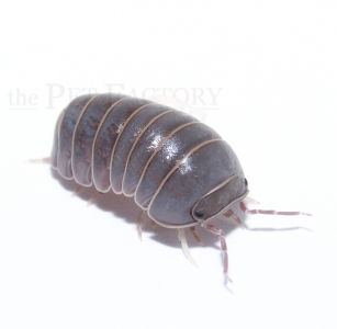 Armadillidium vulgare KOS