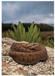 Reptiles and Amphibians of Kenya