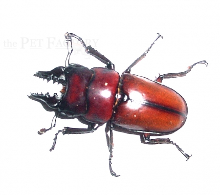Prosopocoilus antilopa Paar