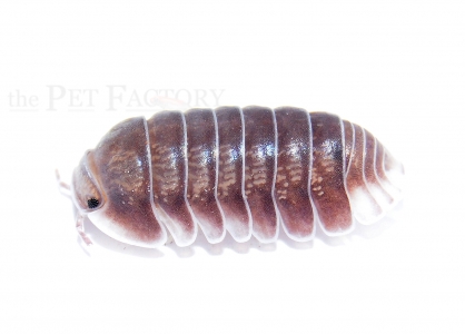 Cubaris spec. PINGUIN