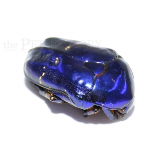 Protaetia elegans BLAU Larven