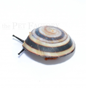 Caracolus sagemon blanesi