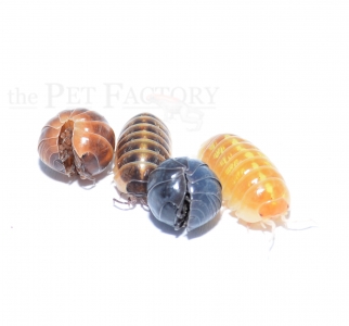 Armadillidium spec. SANTA LUCIA