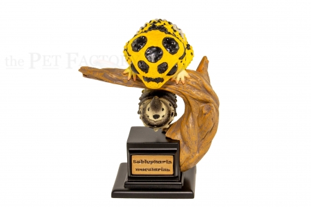 Japanfigur Eublepharis macularius BANDIT STUDIO SERIES