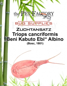 Zuchtansatz Triops cancriformis - Beni Kabuto Ebi ALBINO