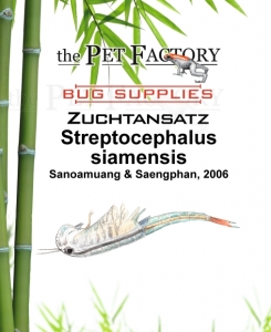 Zuchtansatz Streptocephalus siamensis