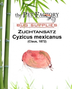 Zuchtansatz Cyzicus mexicanus