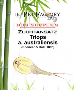 Zuchtansatz Triops a. australienensis
