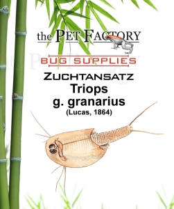 Zuchtansatz Triops g. granarius