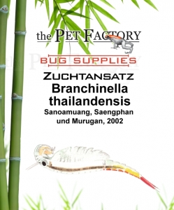 Zuchtansatz Branchinella thailandensis