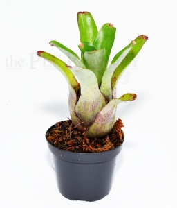 Neoregelia abendrothae
