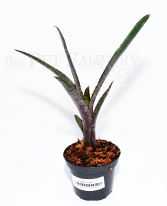 Neoregelia ampullacea purpurea