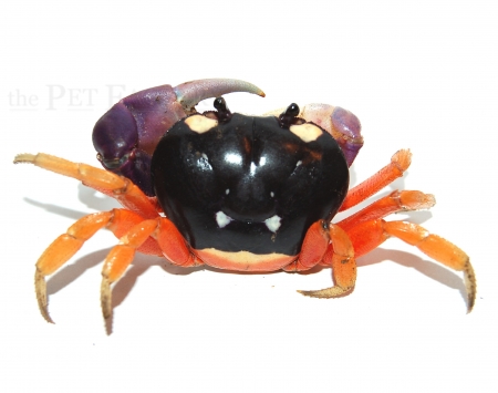 Gecarcinus quadratus