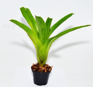Neoregelia nivea