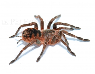 Pamphobeteus spec. MANGANEGRA m - PAARPREIS