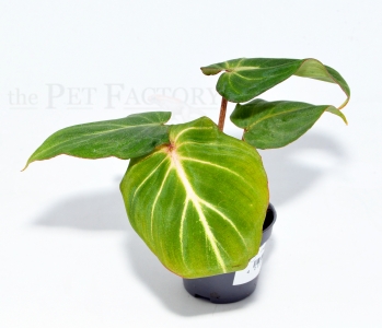 Philodendron gloriosum s