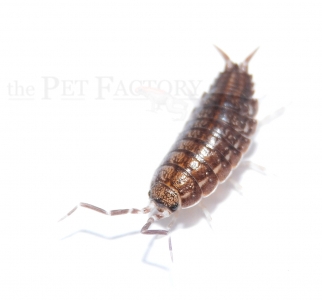 Halophiloscia canariensis FUERTEVENTURA