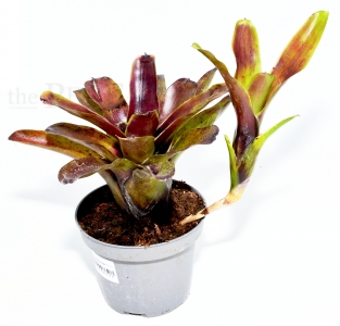 Neoregelia casiopeia