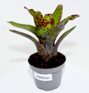 Neoregelia caviar