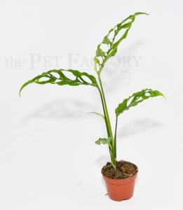 Monstera obliqua PERU