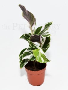 Calathea WHITE FUSION