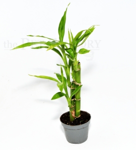 Dracaena sanderiana